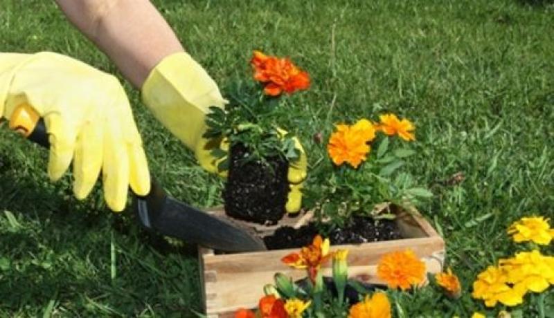 จัดการปลูกต้นไม้ทิศไหนเป็นมงคล