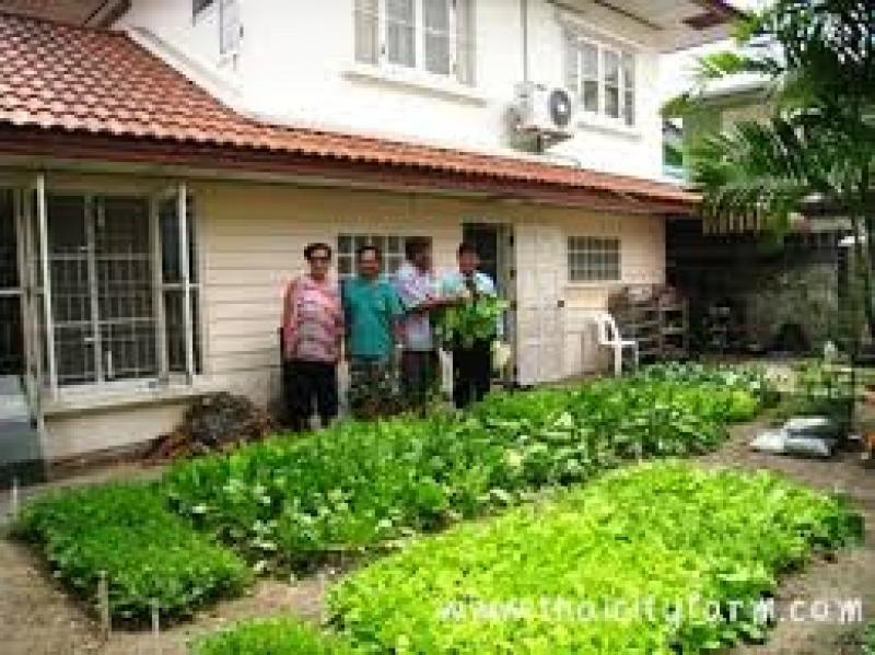 การปลูกผักสวนครัว สำหรับชีวิตในมือง