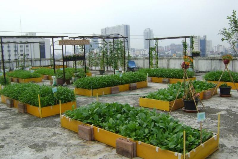 การปลูกผักสวนครัว สำหรับชีวิตในมือง