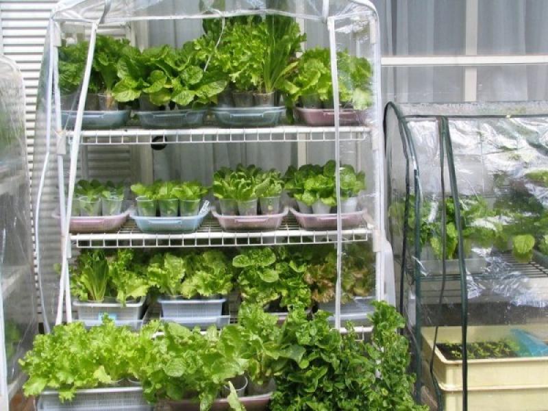 การปลูกผักสวนครัว สำหรับชีวิตในมือง