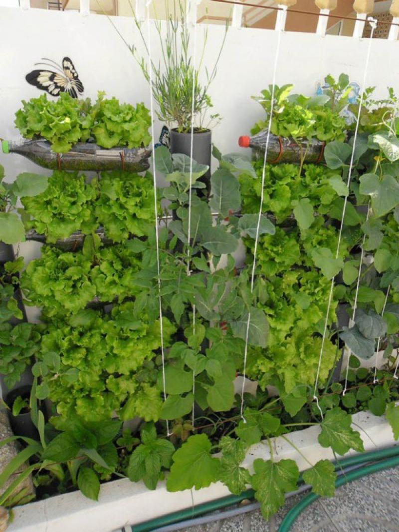 การปลูกผักสวนครัว สำหรับชีวิตในมือง