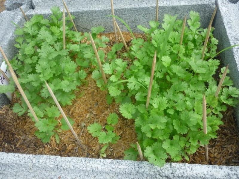 ปลูกผักหลากชนิดไว้กินกันเถอะ