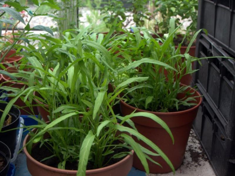 ปลูกผักหลากชนิดไว้กินกันเถอะ