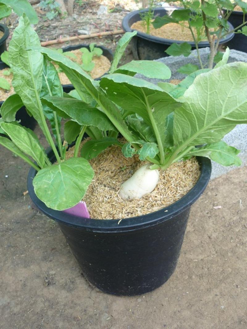 ปลูกผักหลากชนิดไว้กินกันเถอะ