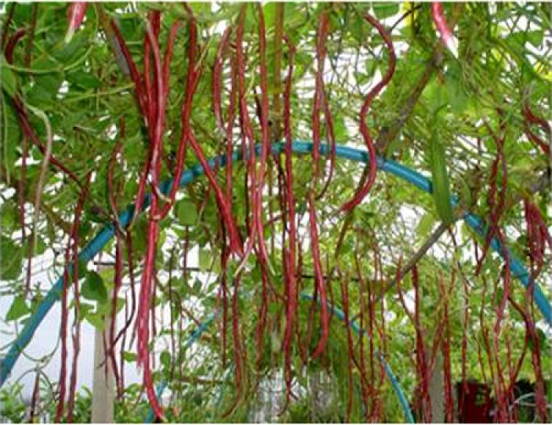 ปลูกผักหลากชนิดไว้กินกันเถอะ