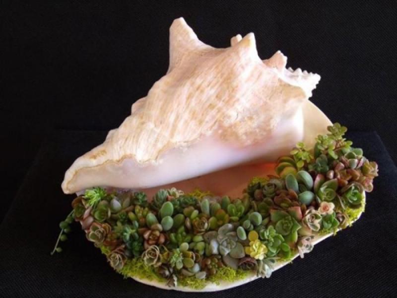 สวนน้อยๆในเปลือกหอย ไอเดียสุดเจ๋ง