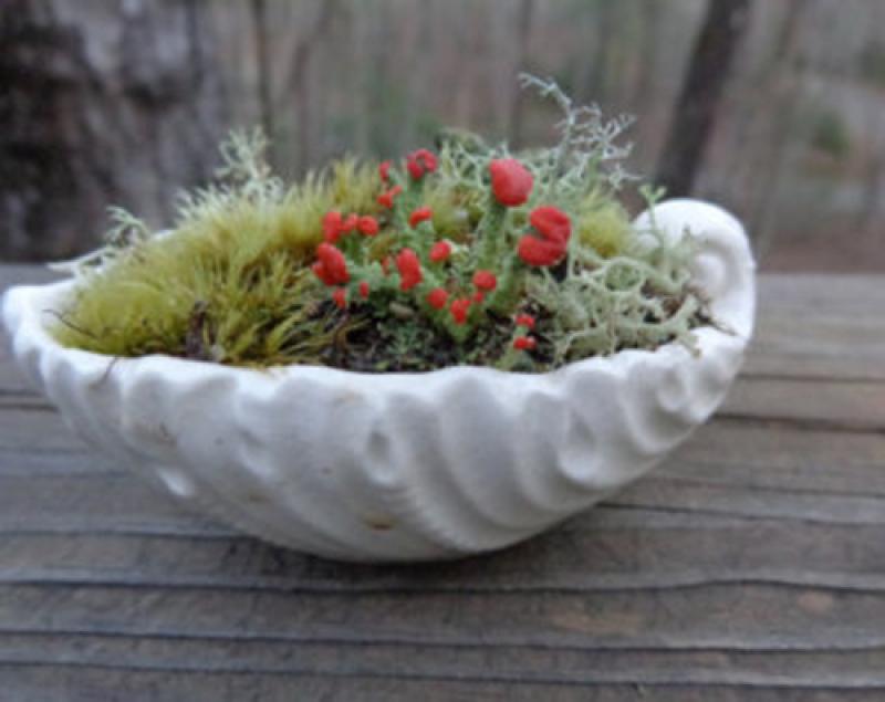 สวนน้อยๆในเปลือกหอย ไอเดียสุดเจ๋ง