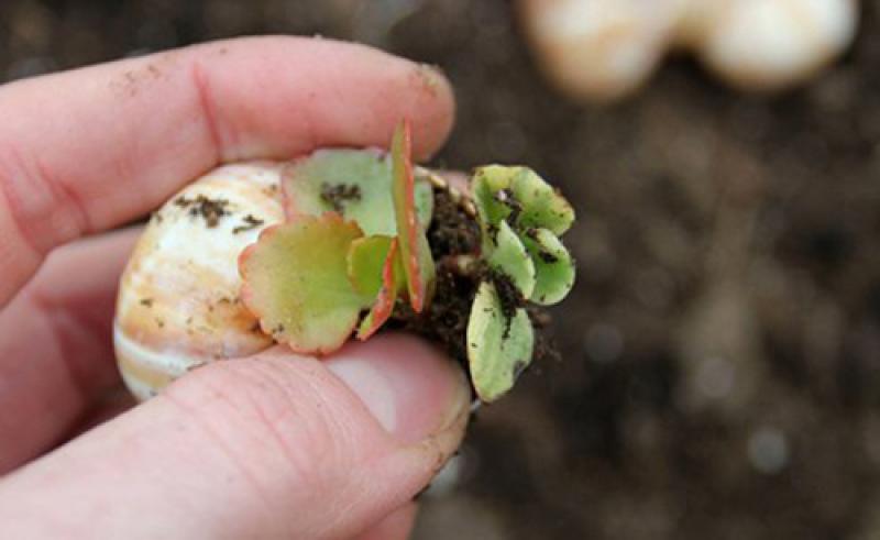 สวนน้อยๆในเปลือกหอย ไอเดียสุดเจ๋ง