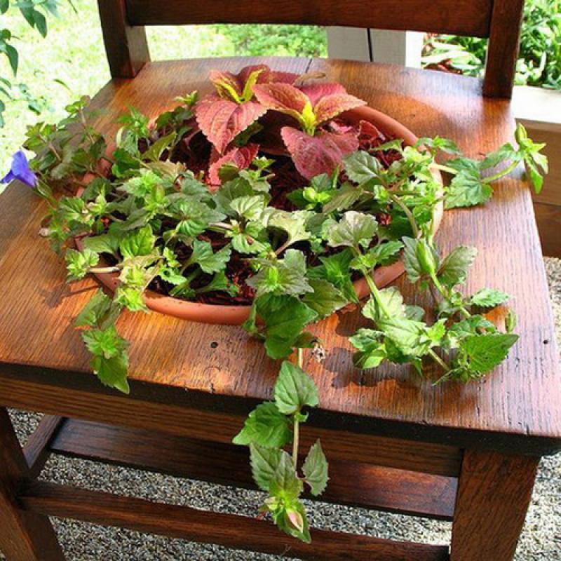 6ไอเดียจัดสวนดอกไม้ง่ายๆ ด้วยเก้าอี้ไม้เก่า