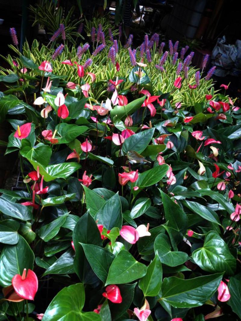 เพิ่มพื้นที่สวนได้อีก ด้วยสวนสวยในแนวตั้ง