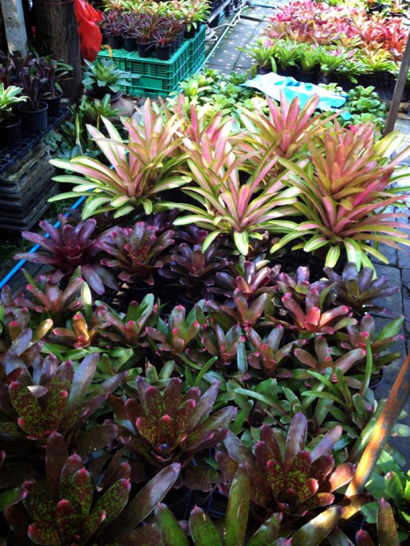 เพิ่มพื้นที่สวนได้อีก ด้วยสวนสวยในแนวตั้ง