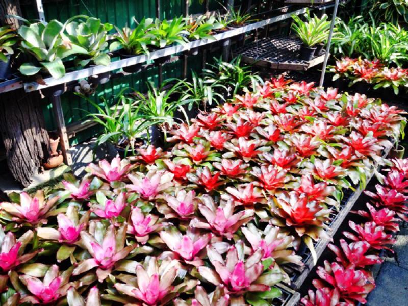 เพิ่มพื้นที่สวนได้อีก ด้วยสวนสวยในแนวตั้ง