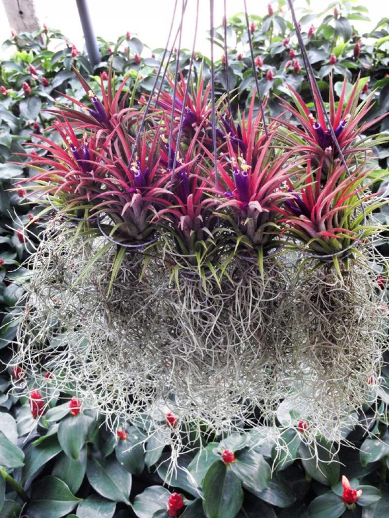 เพิ่มพื้นที่สวนได้อีก ด้วยสวนสวยในแนวตั้ง