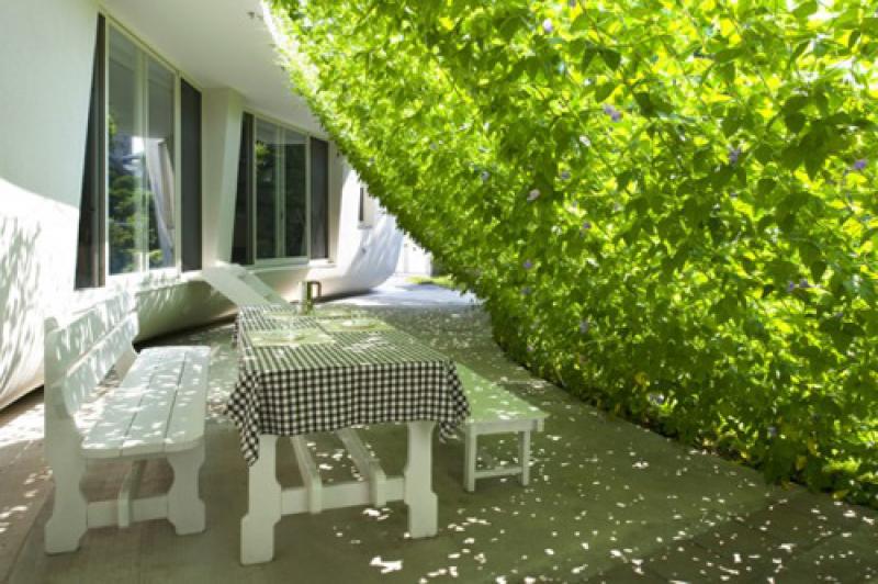 ม่านต้นไม้..ธรรมชาติสวย ช่วยบังแดดได้