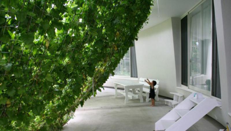 ม่านต้นไม้..ธรรมชาติสวย ช่วยบังแดดได้