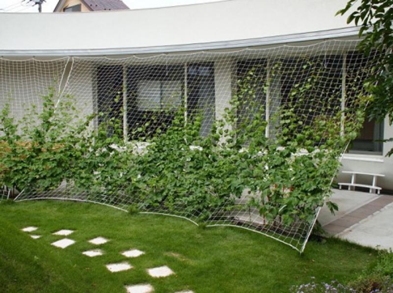 ม่านต้นไม้..ธรรมชาติสวย ช่วยบังแดดได้