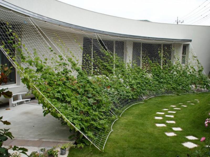 ม่านต้นไม้..ธรรมชาติสวย ช่วยบังแดดได้