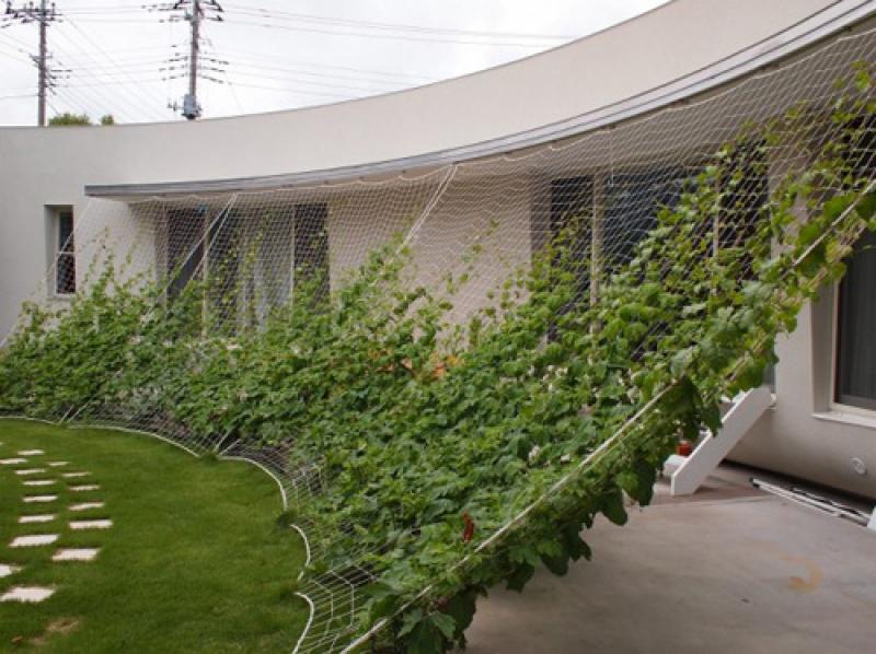 ม่านต้นไม้..ธรรมชาติสวย ช่วยบังแดดได้