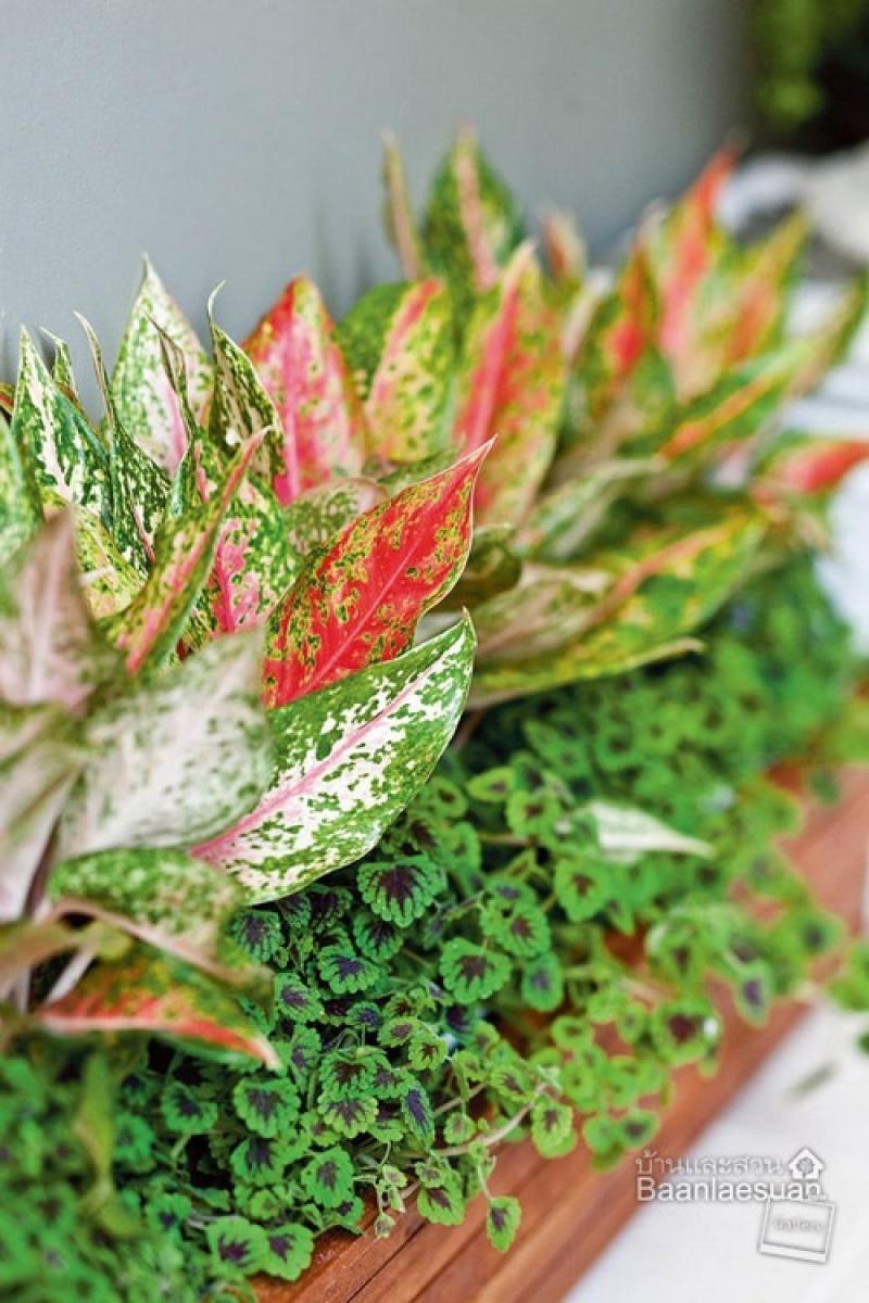 ไอเดียจัดสวนกระถางยอดนิยม