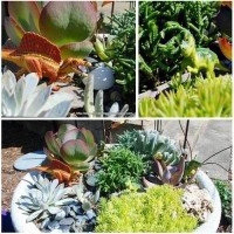 สวนถาด สวนเล็กๆหลายสไตล์