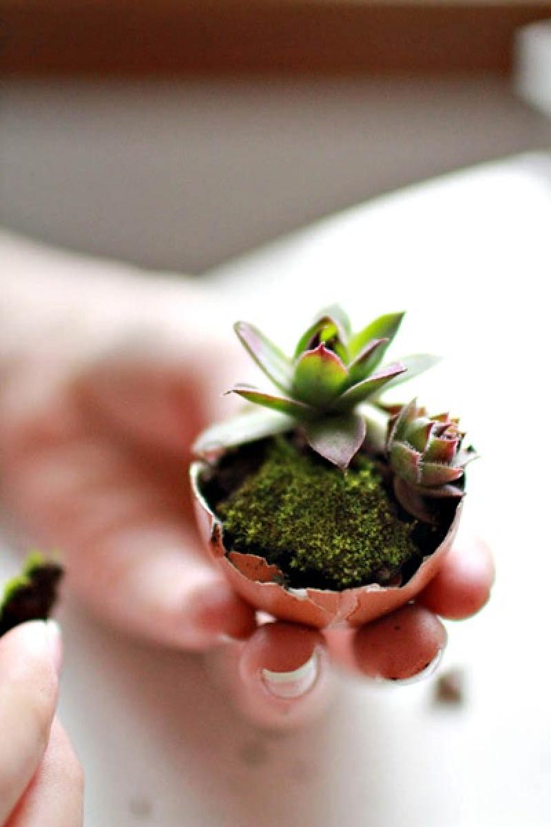 สุดยอดไอเดีย..สวนจิ๋วในเปลือกไข่