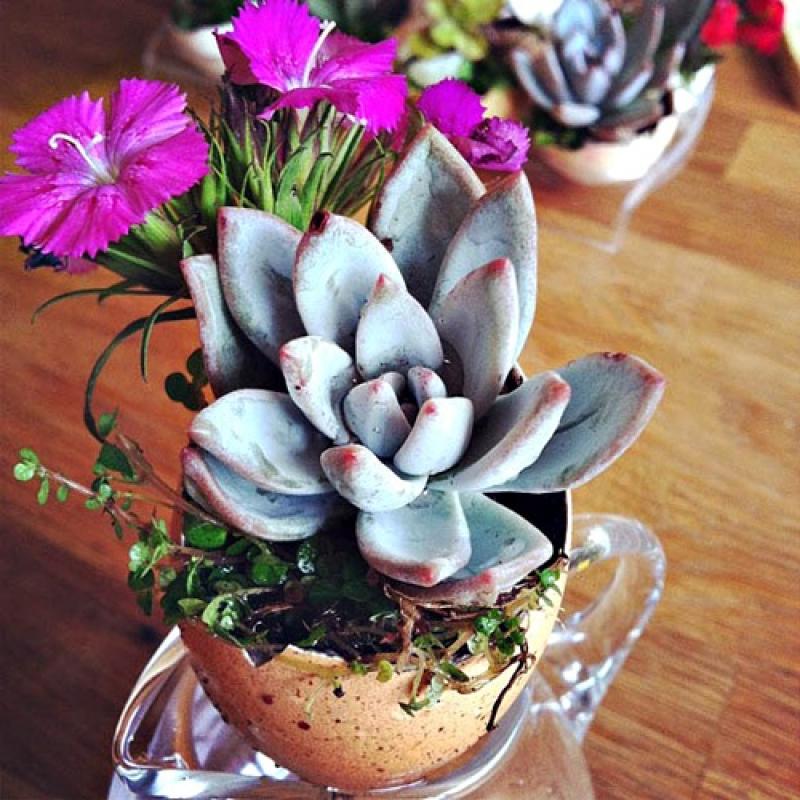 สุดยอดไอเดีย..สวนจิ๋วในเปลือกไข่