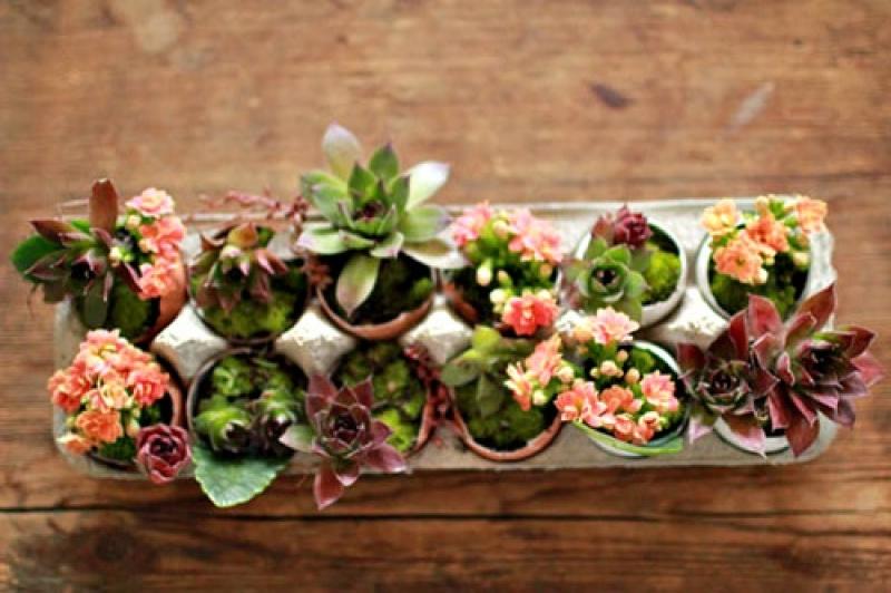 สุดยอดไอเดีย..สวนจิ๋วในเปลือกไข่