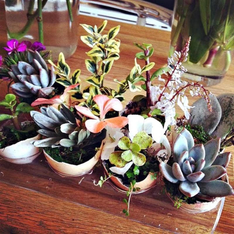 สุดยอดไอเดีย..สวนจิ๋วในเปลือกไข่
