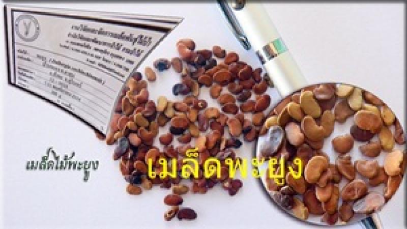 พะยูง หรือ พยุง ไม้ที่มีราคาแพงแหล่งสุดท้ายของโลก