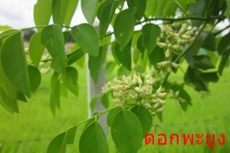 พะยูง หรือ พยุง ไม้ที่มีราคาแพงแหล่งสุดท้ายของโลก