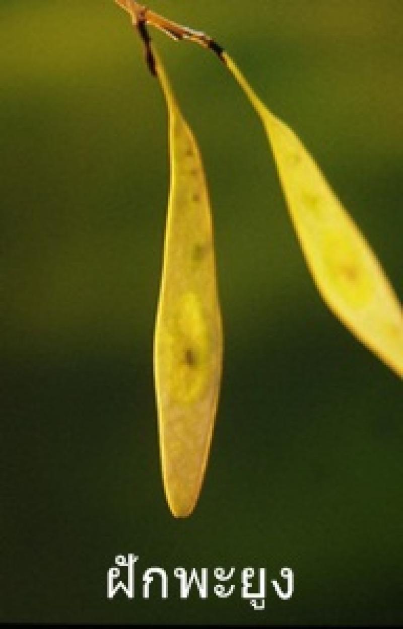 พะยูง หรือ พยุง ไม้ที่มีราคาแพงแหล่งสุดท้ายของโลก