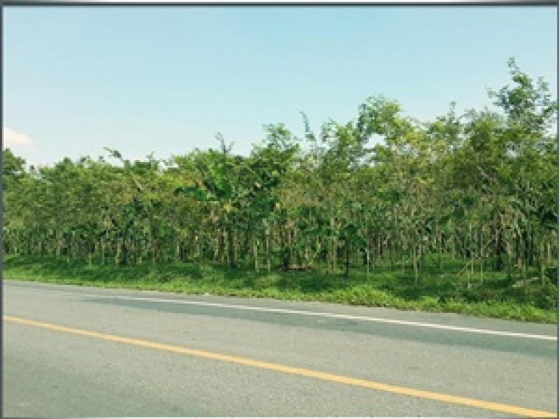 พะยูง หรือ พยุง ไม้ที่มีราคาแพงแหล่งสุดท้ายของโลก