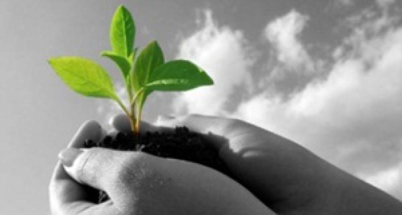 พะยูง หรือ พยุง ไม้ที่มีราคาแพงแหล่งสุดท้ายของโลก