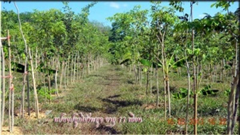 พะยูง หรือ พยุง ไม้ที่มีราคาแพงแหล่งสุดท้ายของโลก