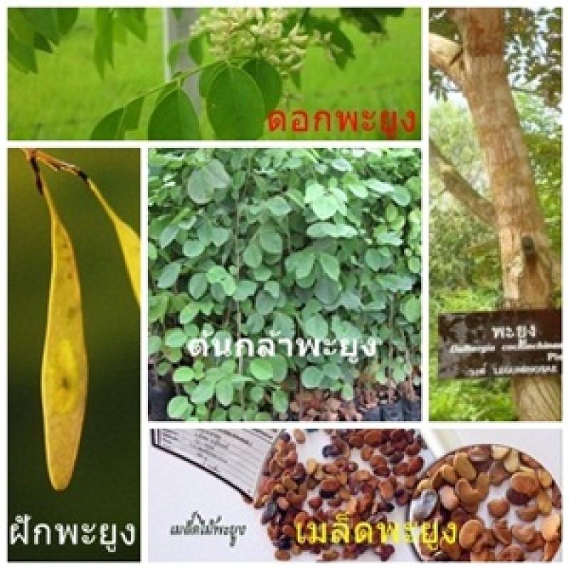 พะยูง หรือ พยุง ไม้ที่มีราคาแพงแหล่งสุดท้ายของโลก