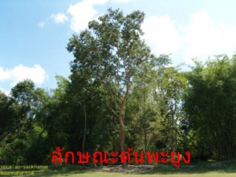 พะยูง หรือ พยุง ไม้ที่มีราคาแพงแหล่งสุดท้ายของโลก