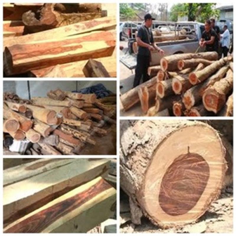 พะยูง หรือ พยุง ไม้ที่มีราคาแพงแหล่งสุดท้ายของโลก