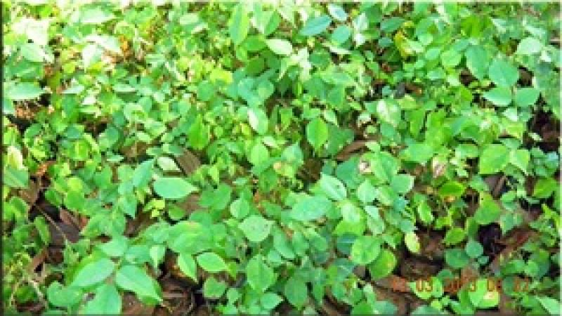 พะยูง หรือ พยุง ไม้ที่มีราคาแพงแหล่งสุดท้ายของโลก