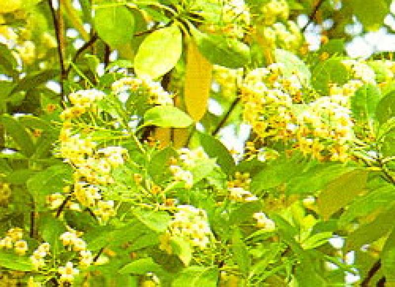 ไม้มงคลที่ใช้ในพิธีวางศิลาฤกษ์