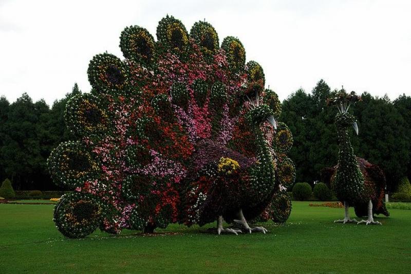 สวนดอกไม้รูปนกยูงสุดอลังการ