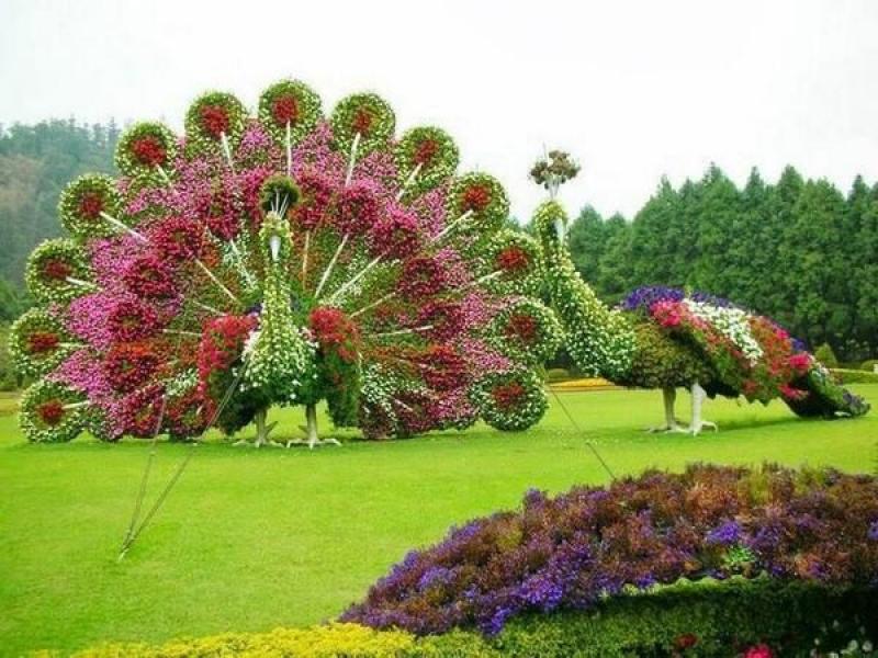 สวนดอกไม้รูปนกยูงสุดอลังการ