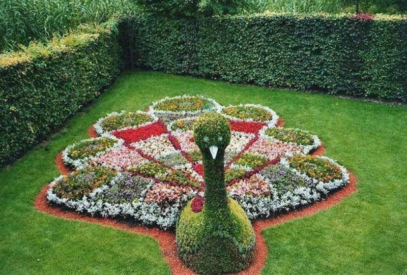 สวนดอกไม้รูปนกยูงสุดอลังการ