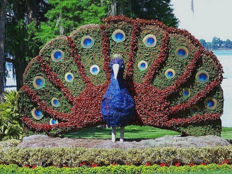 สวนดอกไม้รูปนกยูงสุดอลังการ