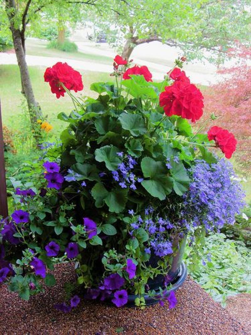 30 ไอเดีย จัดสวนสวยด้วยกระถางดอกไม้