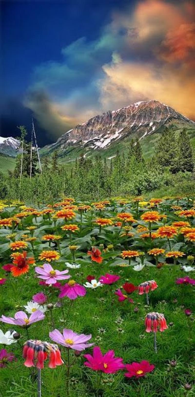 หลากหลายไอเดียการจัดสวนขนาดใหญ่ สุดอลังการ