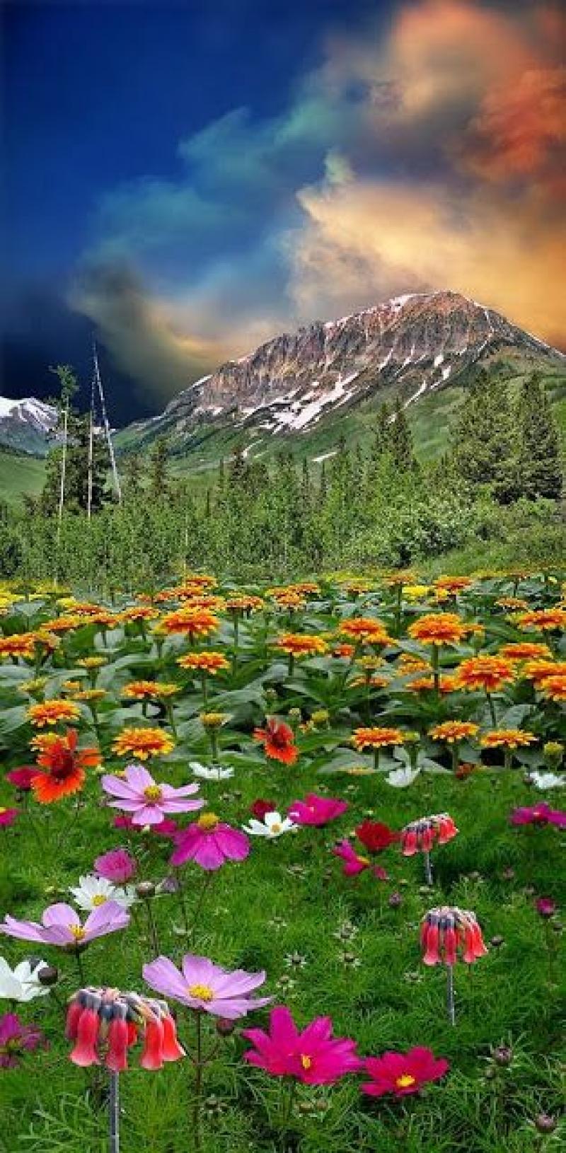 หลากหลายไอเดียการจัดสวนขนาดใหญ่ สุดอลังการ