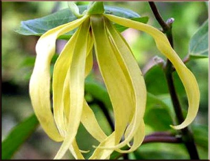 ต้นกระดังงา