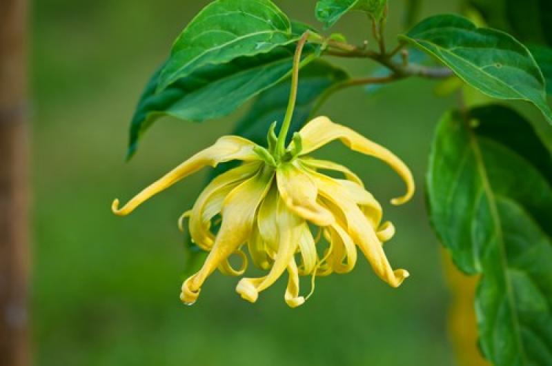 ต้นกระดังงา