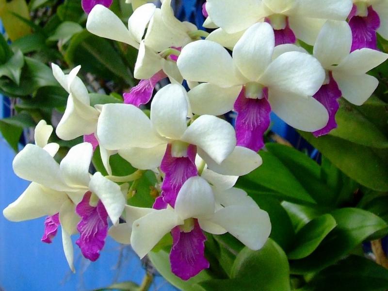 กล้วยไม้สุดสวย