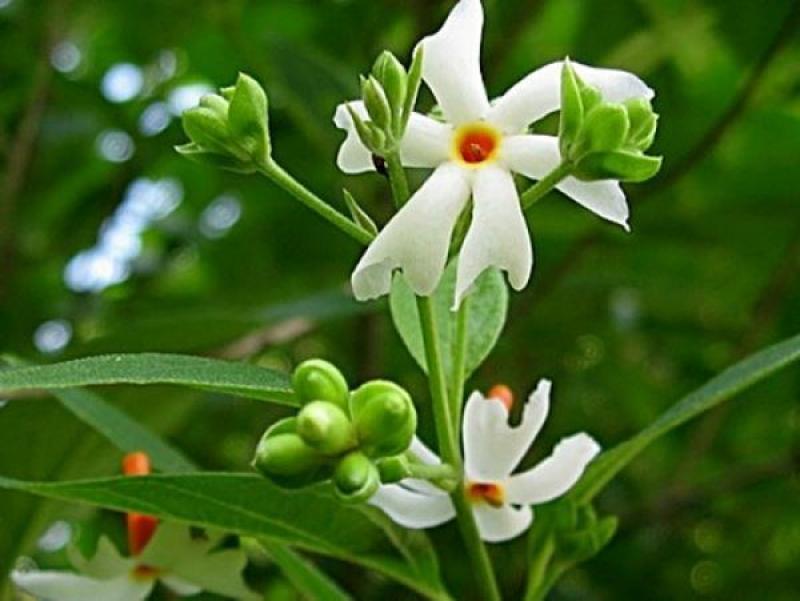 ต้นกรรณิการ์